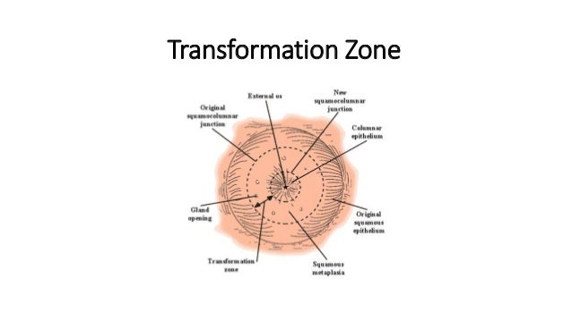 colposcopy diagrams of the vulva Toilet paper on top or bottom
